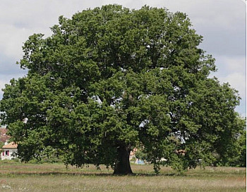 Le vieux chêne, l’autoroute et la mémoire