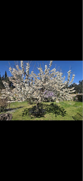 La caille et les rats