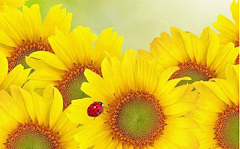 Un Enfant, Un Jardin