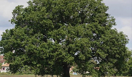 Le vieux chêne, l’autoroute et la mémoire