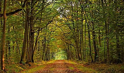 La mémoire de la forêt