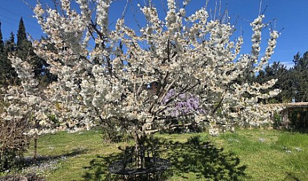 La caille et les rats